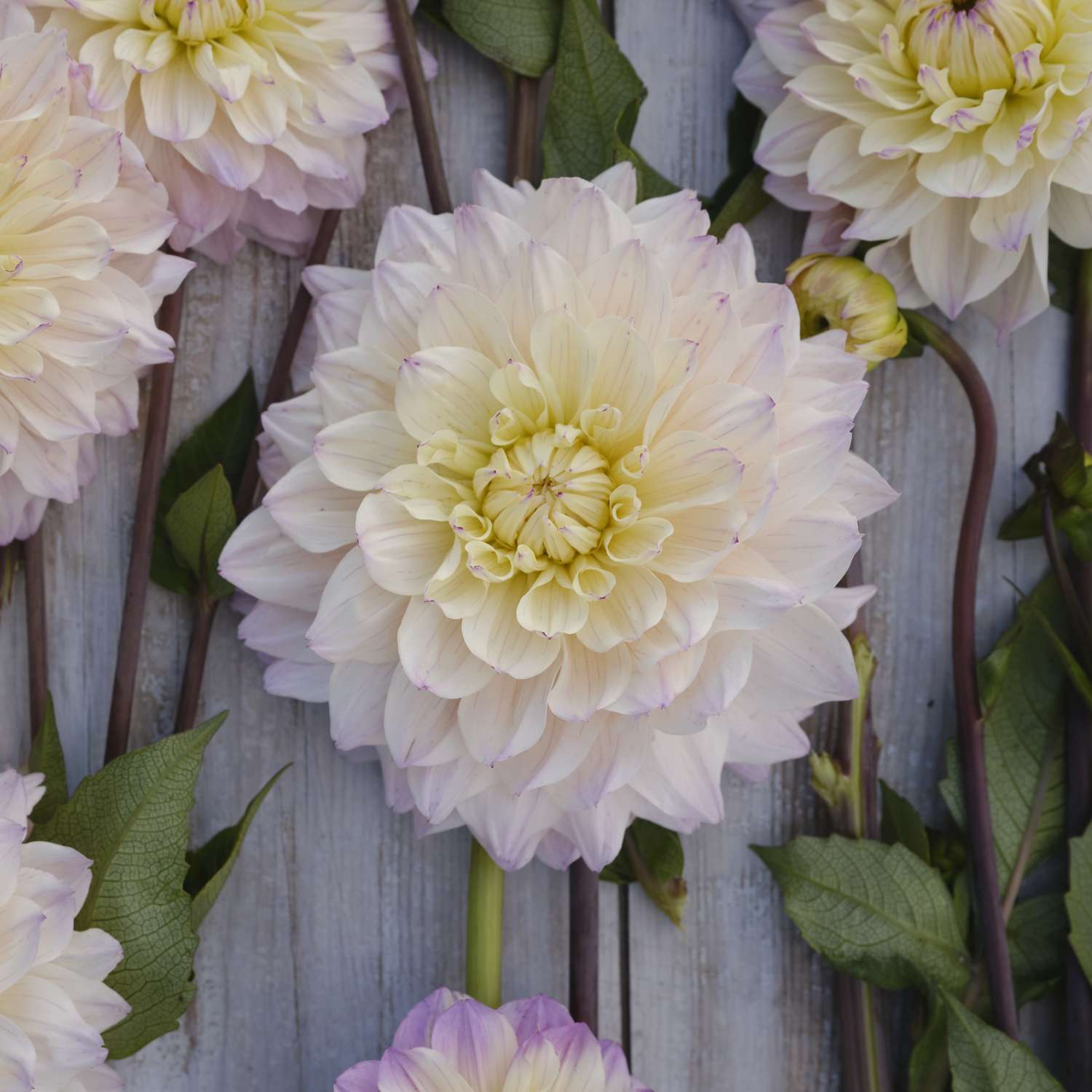 Daalia ‘Masterclass’